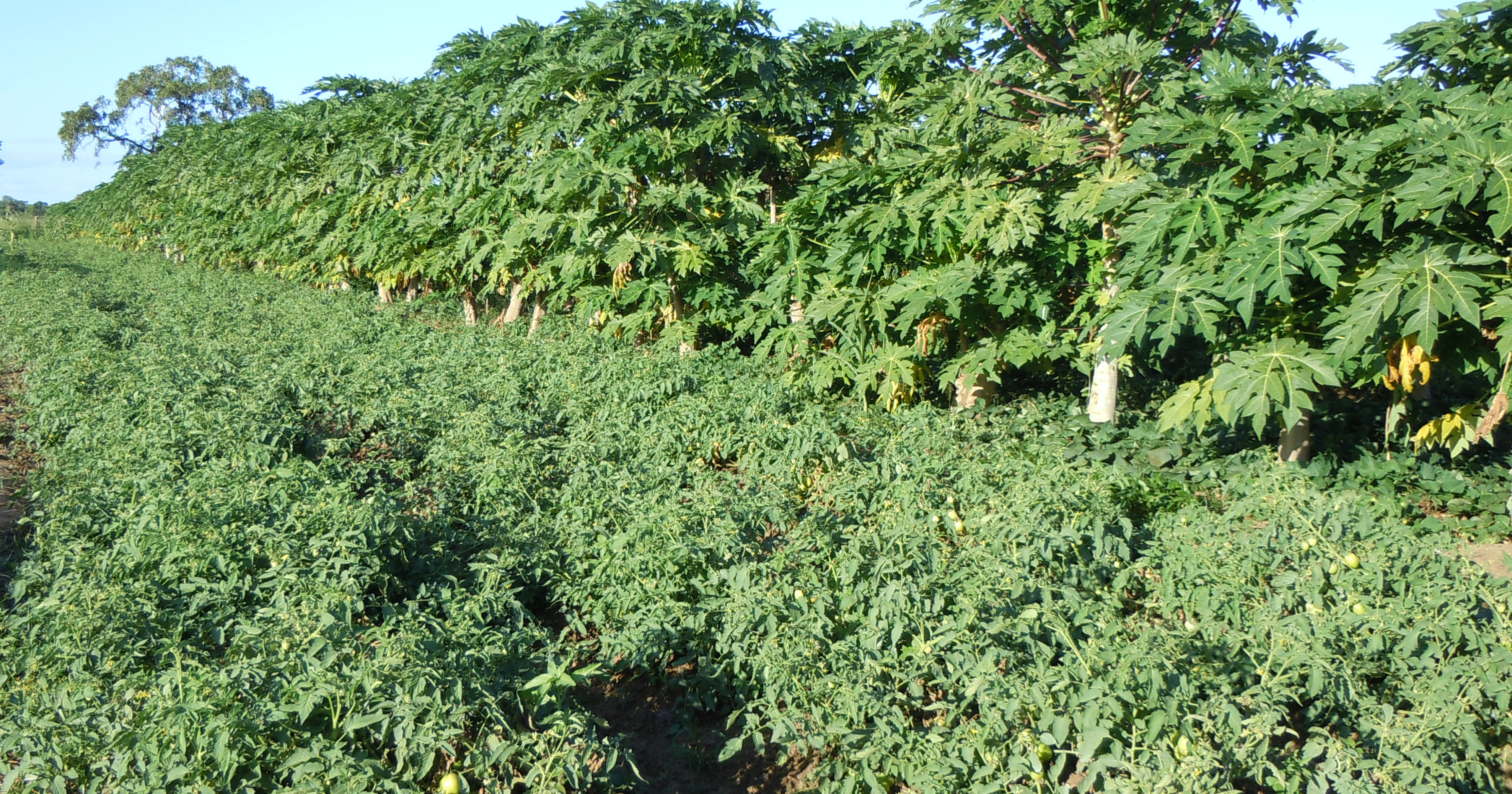 Sustentabilidade e Agronegócio - Mucatine